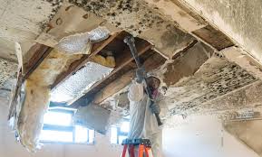 Best Mold Damage Restoration in Eureka, MT